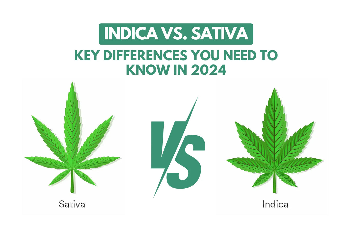 Indica vs. Sativa: Key Differences You Need to Know in 2024